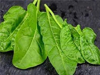 VibeX PUAS-77 - Perpetual Spinach (Swiss Chard) - (250 Seeds) Seed(250 per packet)