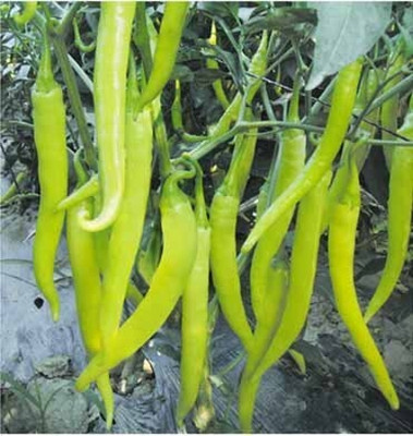 WILLVINE GBPUT -IX Chilli Pepper YU Jing NO 2, Hybrid[5gm, 1000 Seeds] Seed(1000 per packet)