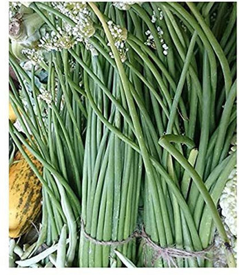 KANAYA Beans Singra Seed(500 per packet)