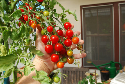 CYBEXIS Cherry Tomatoes500 Seeds Seed(500 per packet)