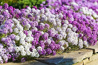 Aywal Alyssum Mixed Hybrid Flower Seed(60 per packet)