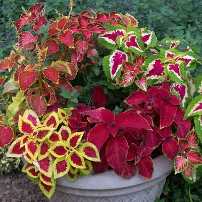 Aywal Coleus Rainbow Mixed Variety Quality Seed(20 per packet)