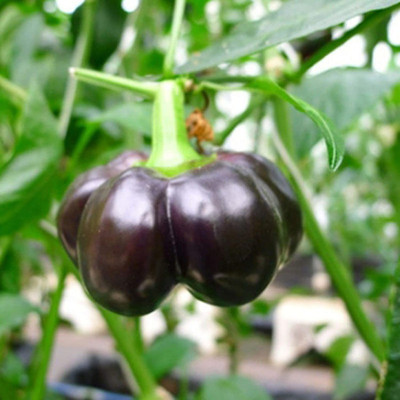 CYBEXIS F1 Hybrid Sweet Bell Pepper Black Capsicum Seeds 600 Seeds Seed(600 per packet)
