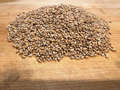 Biosnyg Pure Green Hard Red Wheat Berries Seeds for Indoor Growing-(20000 Seeds) Seed(20000 per packet)
