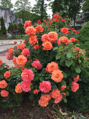 CRGO ROSE , GULAAB Seed(70 per packet)