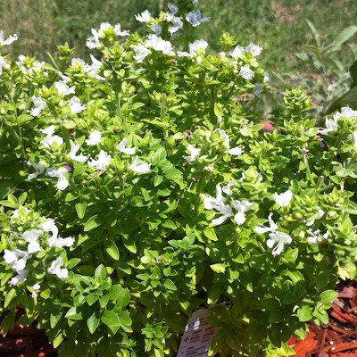 Qualtivate XLL-13 Boxwood Basil Plant Seeds Seed(1000 per packet)