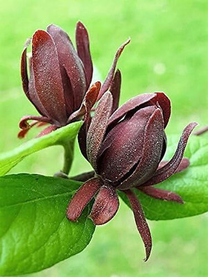 Qualtivate LXI-4 SWEETSHRUB Carolina Allspice Seed(50 per packet)