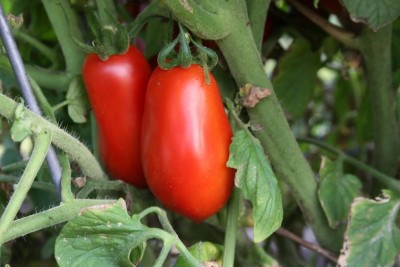 KNESSiN VI-1 Tomato Roma VF Seed(200 per packet)