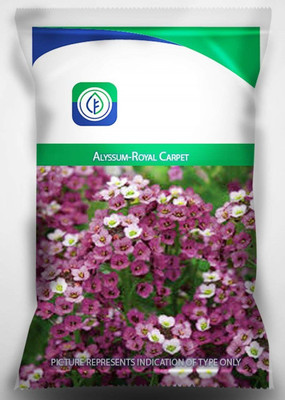 CYBEXIS Flower - Alyssum Carpet of Snow Seed(50 per packet)