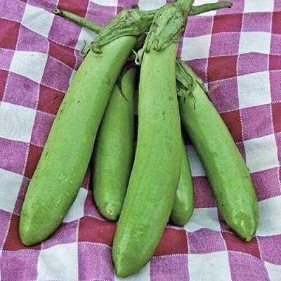 Qualtivate HUA-2A Thai Long Green Brinjal Seeds Seed(300 per packet)