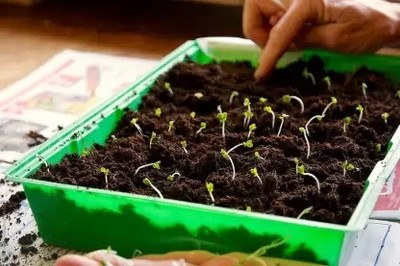MAA Broccoli Seed(37 per packet)