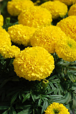 SRK Shree Radha Krishna marigold/gende ka phool flower seeds Seed(50 per packet)