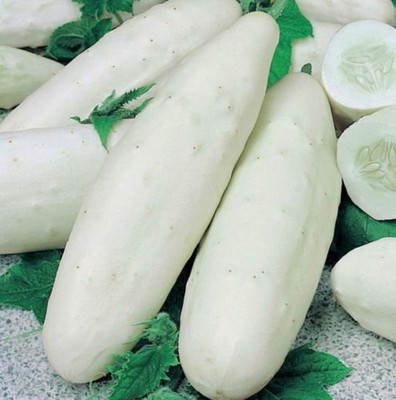 KNESSiN F1 HYBRID WHITE CUCUMBER SEEDS Seed(150 per packet)