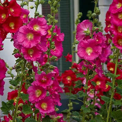 Aywal Hollyhock Mix Flower Seed(70 per packet)
