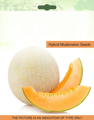 CYBEXIS XLR-6 - Musk Melon - (150 Seeds) Seed(150 per packet)