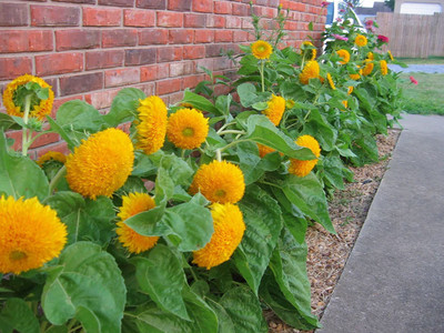 CYBEXIS XLL-52 - Sungold Sunflower Gold - (150 Seeds) Seed(150 per packet)