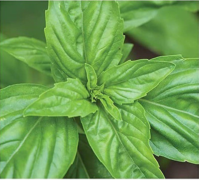 CYBEXIS KGF -3 - Sweet Large Leaf Basil - (4500 Seeds) Seed(4500 per packet)
