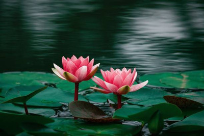 Liance lotus,kamal gatta Seed(15 per packet)