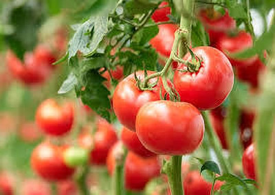 XOLDAA hybrid f1 quality tomato seeds Seed(50 per packet)