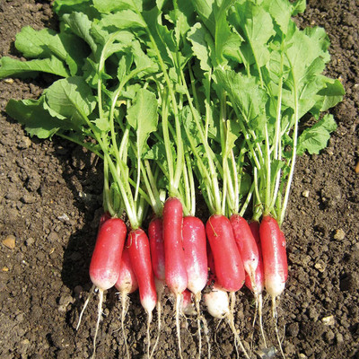 CYBEXIS Rare DUETT Early spring radish600 Seeds Seed(600 per packet)