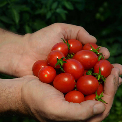 VRAKSHA Tomato Mountain Honey Seed(2000 per packet)