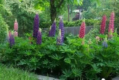 Aywal Lupin Russell Special Mixed Seed(40 per packet)