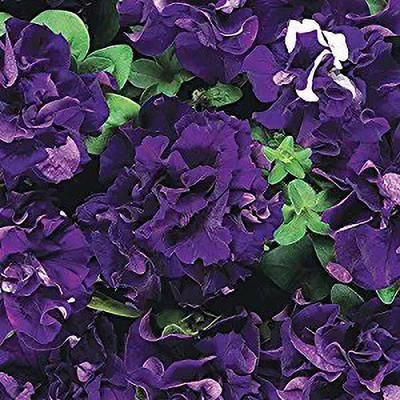 MAA Petunia Seed(80 per packet)