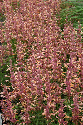 CYBEXIS XLR-91 - Hummingbird Mint Anise Hyssop - (1350 Seeds) Seed(1350 per packet)