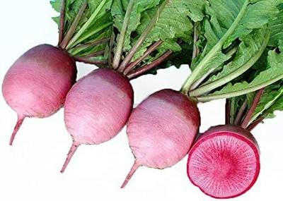 Qualtivate HUA-2A F1 Hybrid Radish Magnet Seed(300 per packet)