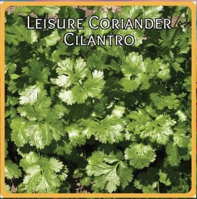 CYBEXIS KGF -37 - Cilantro - Non-GMO - (750 Seeds) Seed(750 per packet)