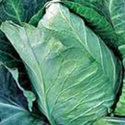 WILLVINE MAH -IV Cabbage Seed, Early Jersey Wakefield [2.5g] Seed(750 per packet)
