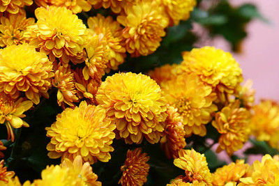 Simmel Difesa marigold/gende ka phool flower seeds Seed(75 per packet)