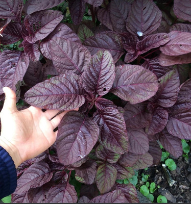 URRO Red Amaranth Asian spinach Seed(500 per packet)