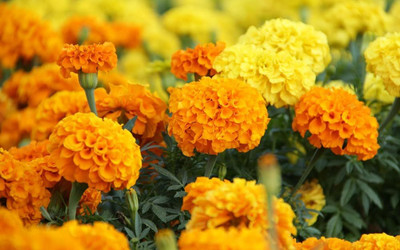 BDSresolve Merigold flower seeds (Marigold seeds) PACK OF 152 Seed(152 per packet)