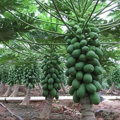 Cloud Farm green berry f1 hybride papaya seed Seed(600 per packet)