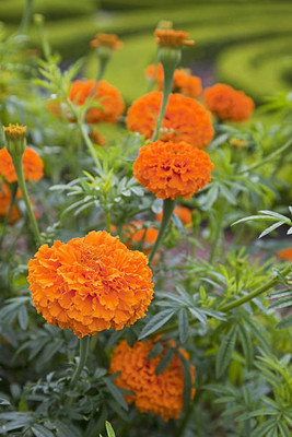 Sant Seeds LLP marigold,gende ka phool seeds Seed(21 per packet)