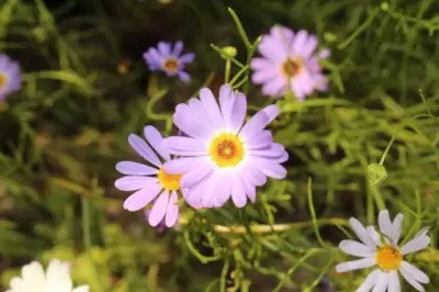MAA Swan River Daisy Seed(30 per packet)
