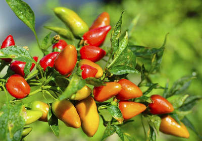 KNESSiN Hybrid Super Fresno Hot Chilli Vegetable Seeds for Garden-(1200 Seeds) Seed(1200 per packet)