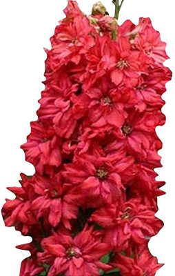 KANAYA Delphinium Consolido Gaint Imperial Mix Seed(20 per packet)