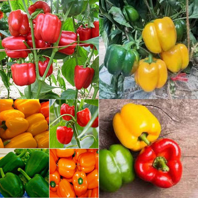 ibains Shimala mirch seeds shimla mirchi pack of 30 Seed(30 per packet)