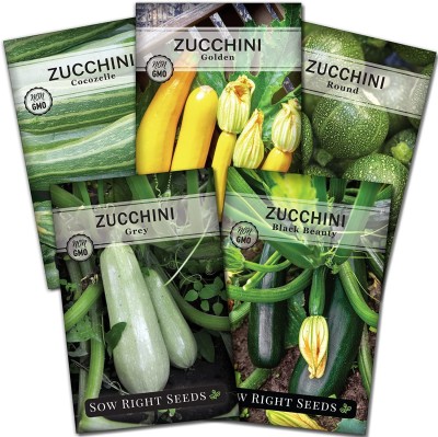 VibeX XL-46 - Black Beauty Cocozelle Grey Round Golden Zucchini - (675 Seeds) Seed(675 per packet)