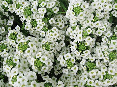 BDSresolve allyssum flower/alyssum seed 10 Seed(10 per packet)