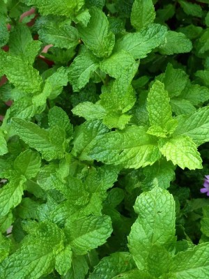 Quentova PEPPERMINT (Mentha piperita) HERB-PUAS-10P Seed(300 per packet)