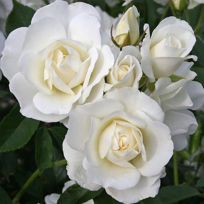 Qualtivate ICRA-5A White Rose Bush Seeds Seed(25 per packet)