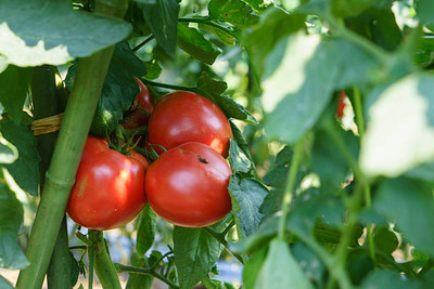 seedargo tomato Seed(30 per packet)