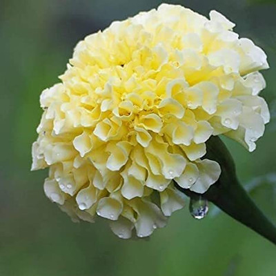 ENINE Flower Seeds Marigold F1 Hybrid White Vanilla Flower Seeds WDM74 Seed(50 per packet)
