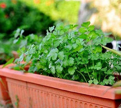 CYBEXIS KGF -3 - Cilantro Magnum - (2250 Seeds) Seed(2250 per packet)