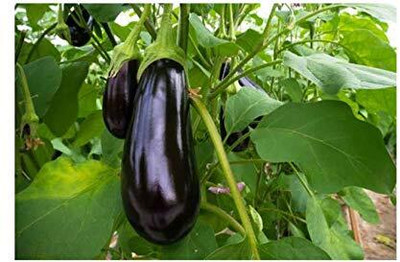 KNESSiN Hybrid Black Beauty Brinjal ( Seeds) Seed(2000 per packet)