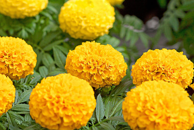 raju hoisey Yellow Marigold (Genda/गेंदा के फूल के बीज) Seed(100 per packet)