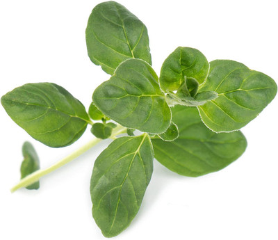 VibeX PUAS-9 - Oregano Greek - (1350 Seeds) Seed(1350 per packet)